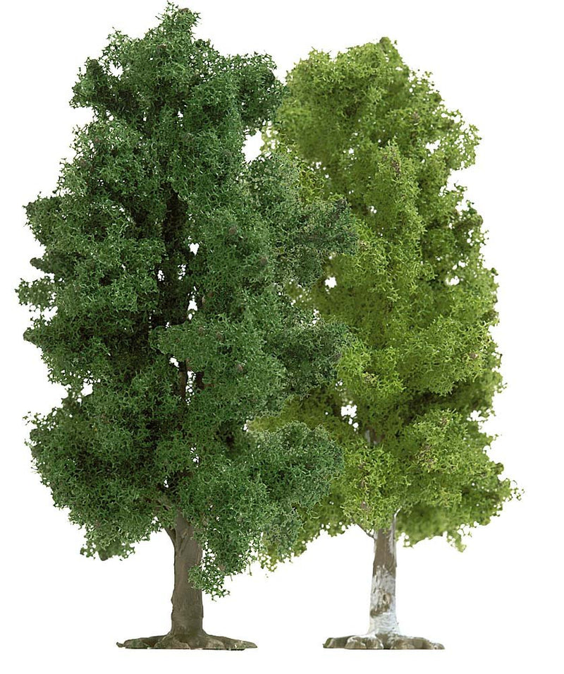 Tt 1 Beech1 Birch Tree