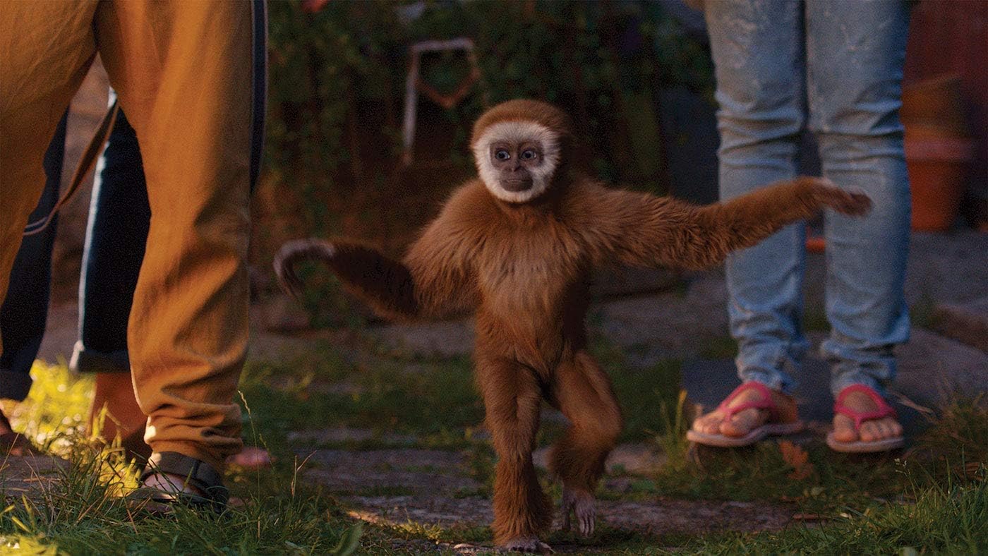 Monky - Kleiner Affe, großer Spass