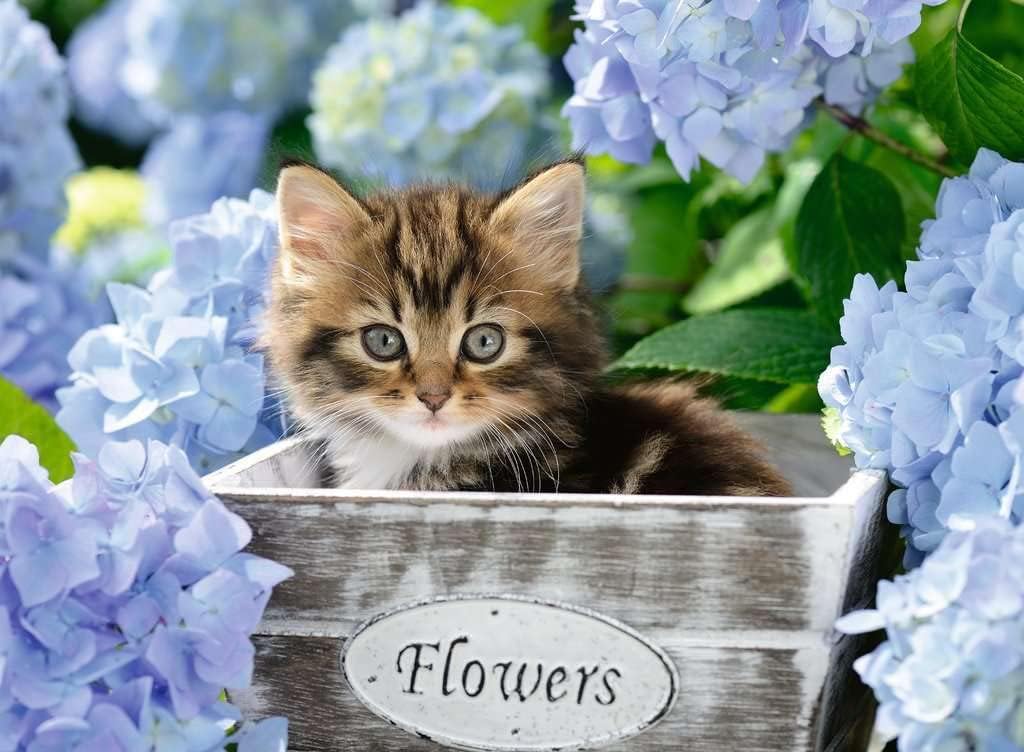 Ravensburger Kinderpuzzle - 12894 Kleine Katze - Tier-Puzzle für Kinder ab 9 Jahren, mit 300 Teilen im XXL-Format