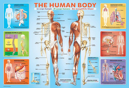EuroGraphics Human Body Puzzle (200-Piece)