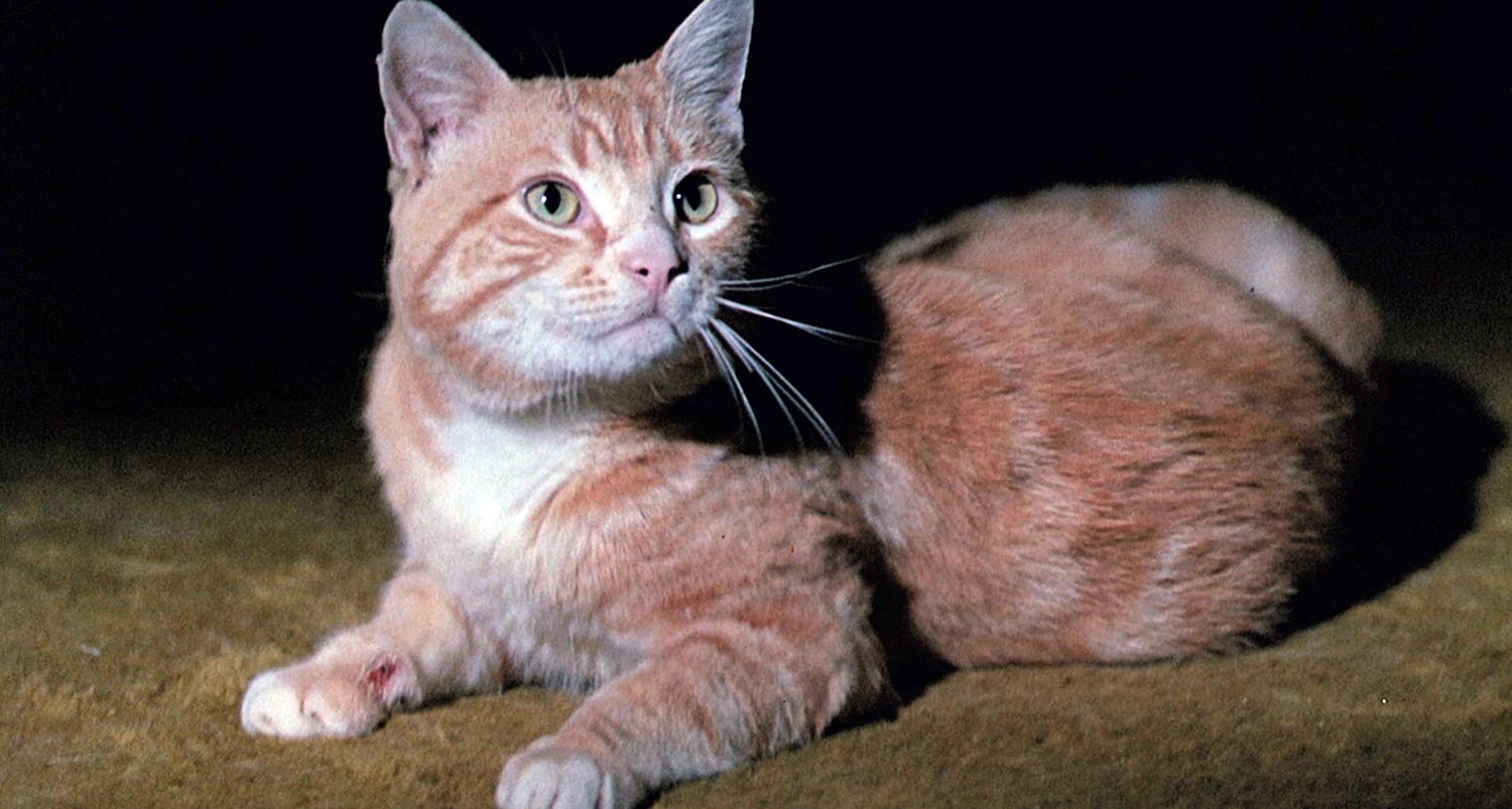 Eye of The Cat (1969).