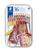 STAEDTLER 175 M36 Wood-Free Coloured Pencils - Assorted Colours (Tin of 36) 36 count (Pack of 1) Standard