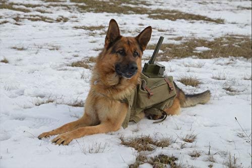 The War Dog - Ihre letzte Hoffnung,