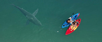 Shark Season - Angriff aus der Tiefe (uncut)