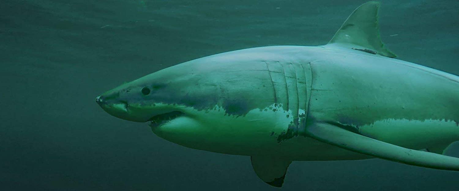 Shark Season - Angriff aus der Tiefe (uncut)