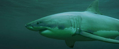 Shark Season - Angriff aus der Tiefe (uncut)
