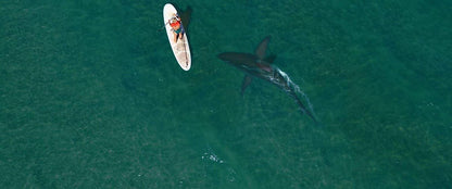 Shark Season - Angriff aus der Tiefe (uncut)