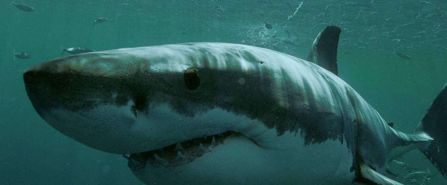 Shark Season - Angriff aus der Tiefe (uncut)
