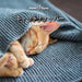 Catnapper (Japanese)