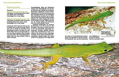 Taggeckos der Gattung Phelsuma: Lebensweise, Haltung, Zucht (Terrarien-Bibliothek