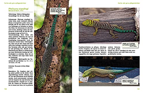 Taggeckos der Gattung Phelsuma: Lebensweise, Haltung, Zucht (Terrarien-Bibliothek
