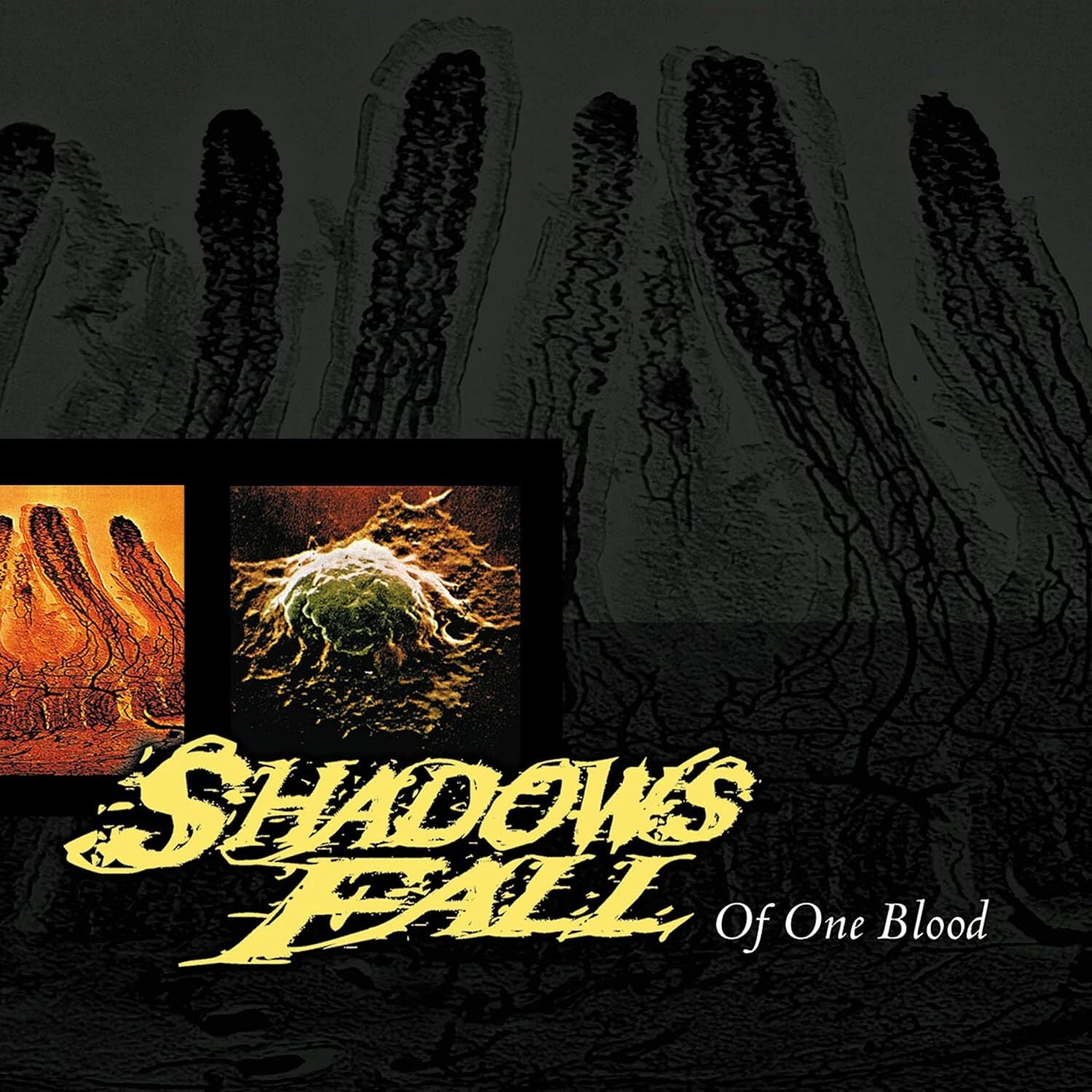 Of One Blood
