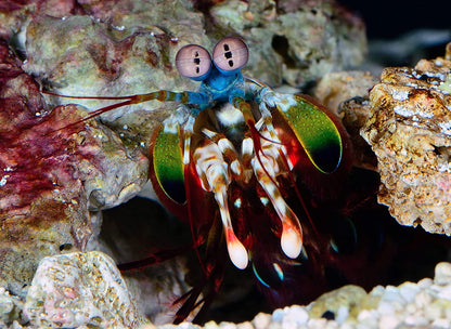 Life in Colour with David Attenborough