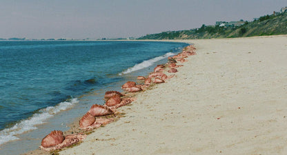 The Beach House