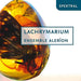 Lachrymarium - Madrigale