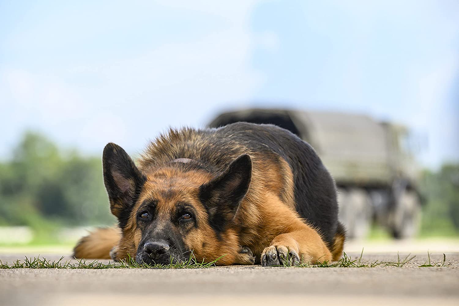 Ein Hund namens Palma