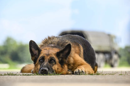 Ein Hund namens Palma