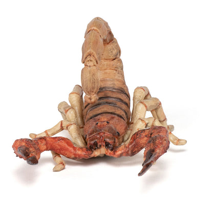 PAPO Wild Animal Kingdom Scorpion Toy Figure, Multi-colour (50209)
