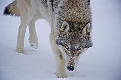 Wolf ( Loup )