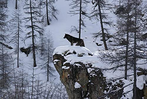 Wolf ( Loup )