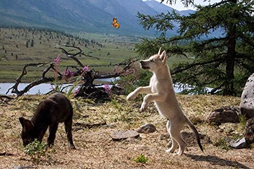 Wolf ( Loup )