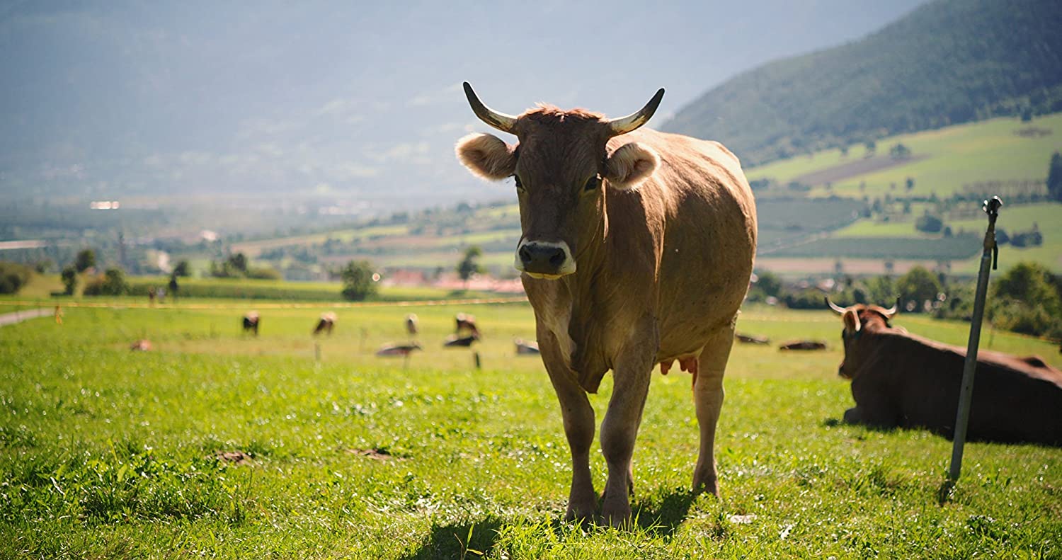 Das System Milch (Prädikat: Wertvoll