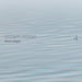 Occam Ocean, Vol. 4