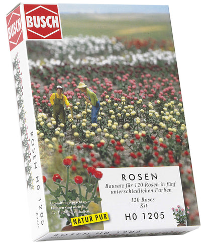 120 Roses