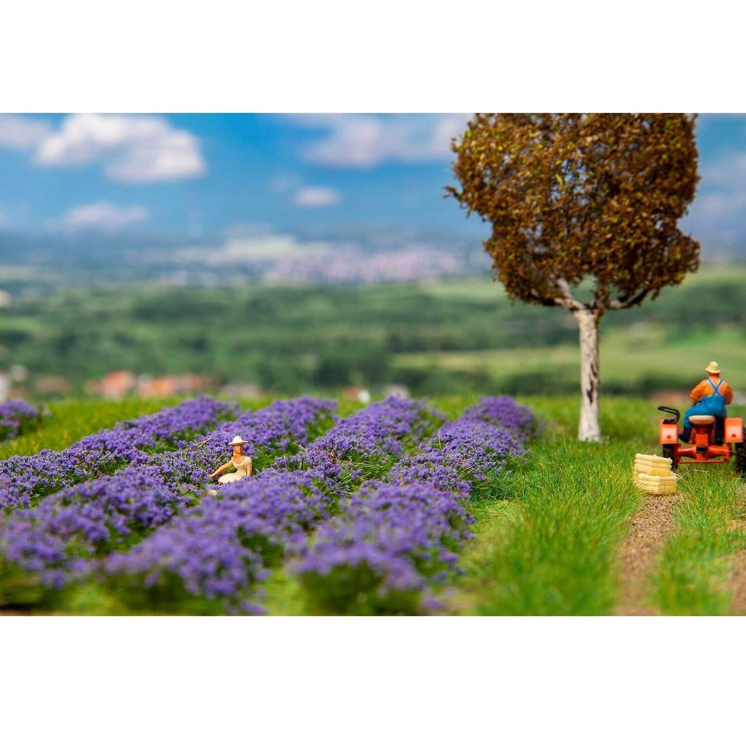 Faller- Campo de Lavanda (181279