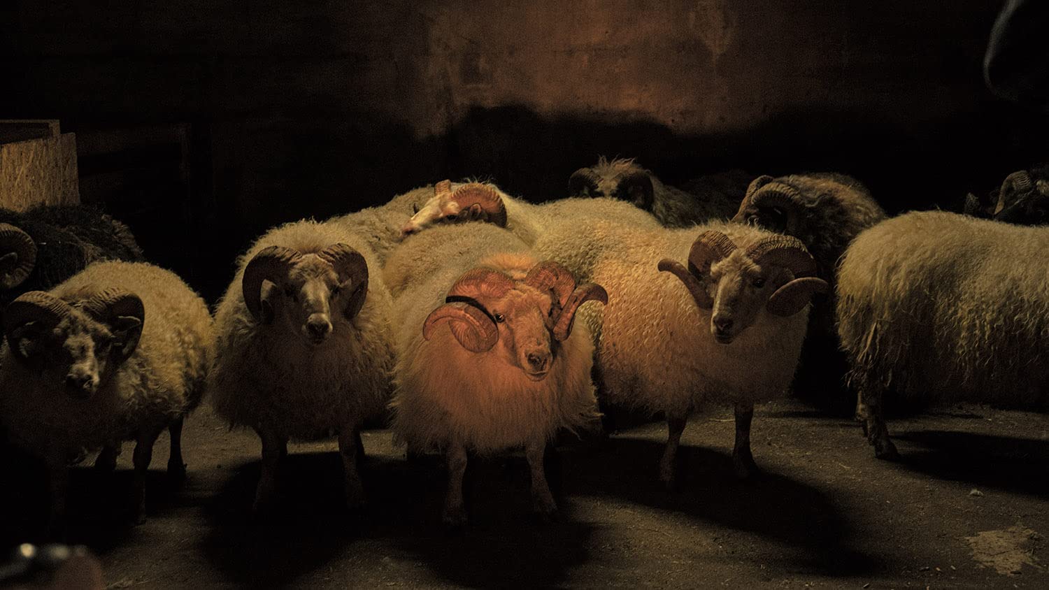 Lamb