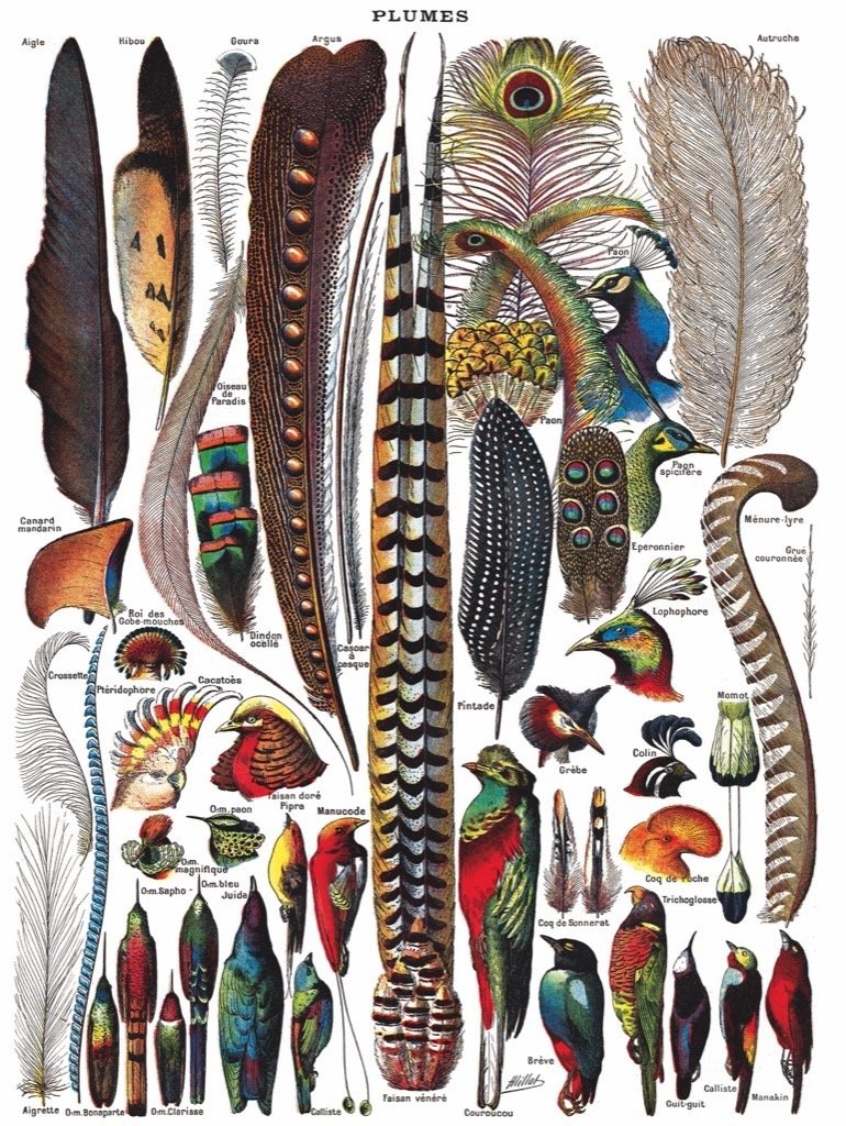 New York Puzzle Company FEATHERS - PLUMES