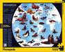 Pinnipeds - Nypc National Geographic Collectie Puzzel 1000 Stukjes - [Dutch Import]