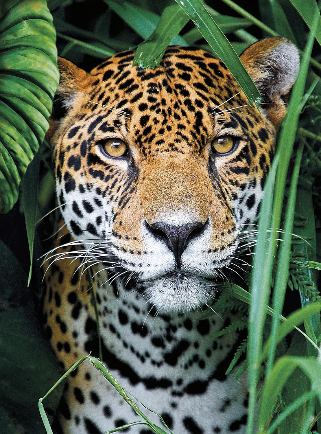 Clementoni 35127 en la Jungla 500pcs Animals Collection Jaguar in The Jungle 500 Pieces, Made in Italy, Jigsaw Puzzle for Adults, Multicolor, Medium