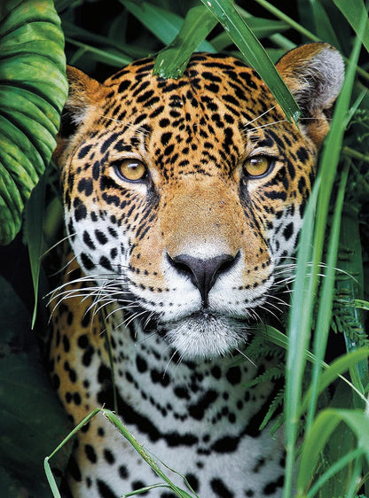 Clementoni 35127 en la Jungla 500pcs Animals Collection Jaguar in The Jungle 500 Pieces, Made in Italy, Jigsaw Puzzle for Adults, Multicolor, Medium