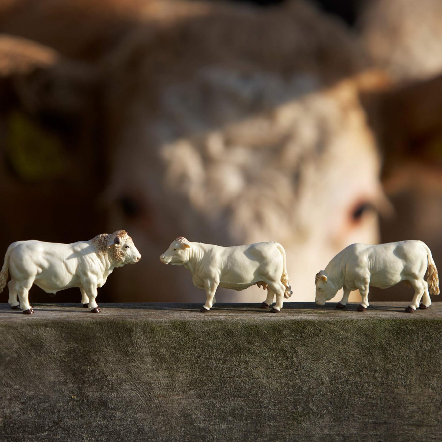 Britains Tomy Figuras de Colección, Juego de 3 Figuras de Animales de plástico para Adultos 43240, 3 Vacas, Modelo a Escala 1/32, réplica Adaptada a niños de 3 años+, Color Blanco