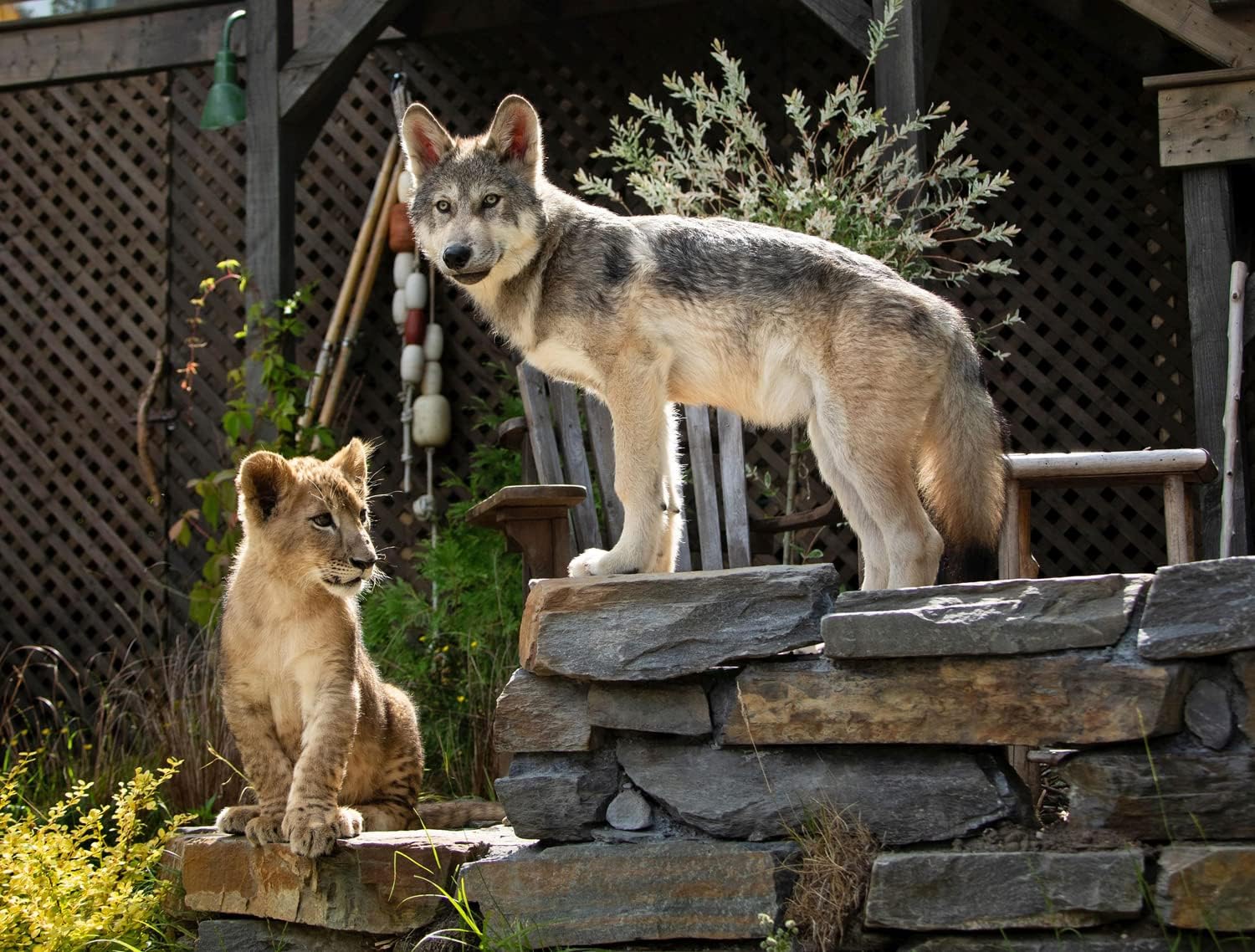 Der Wolf und der Löwe