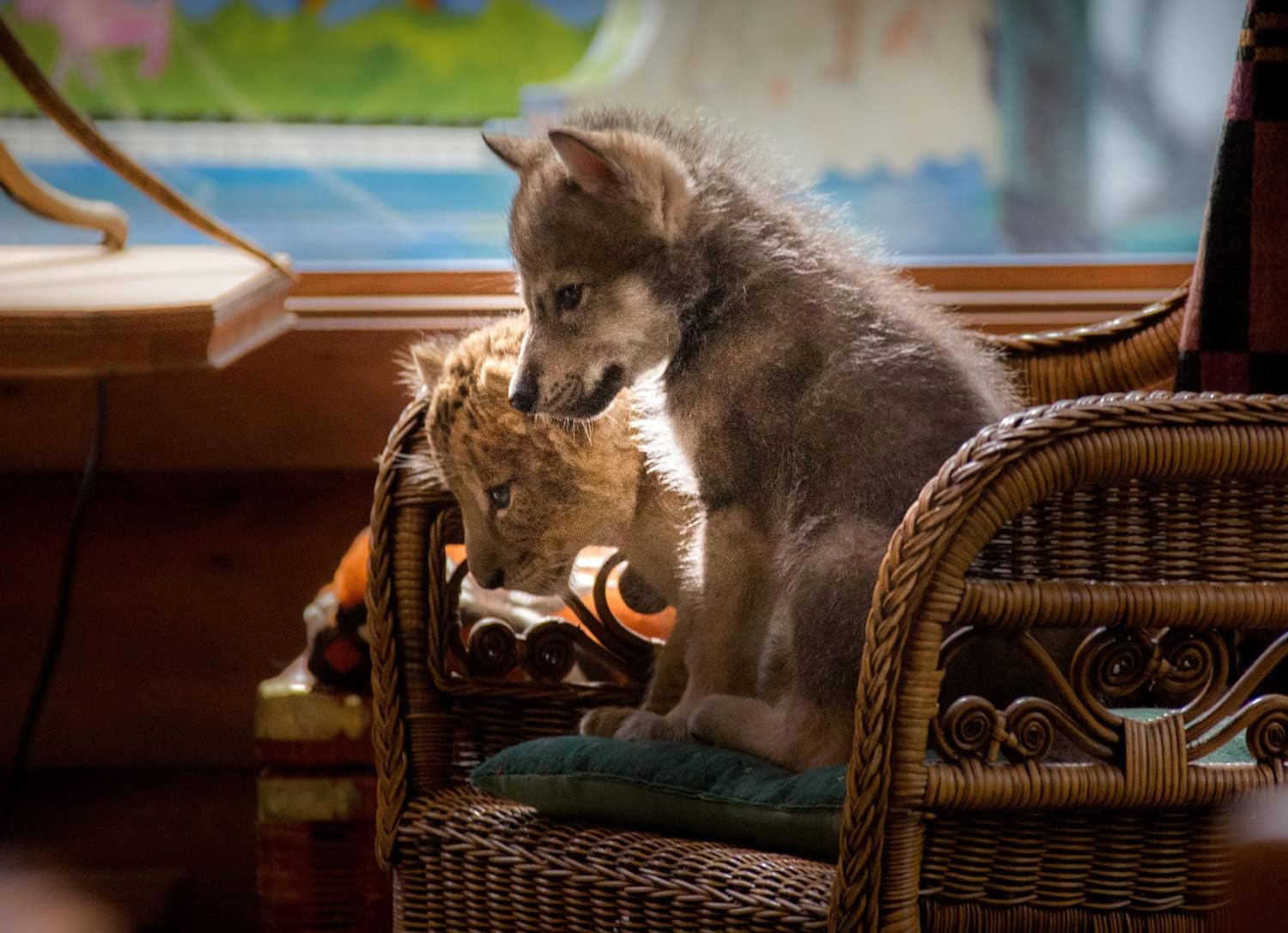 Der Wolf und der Löwe