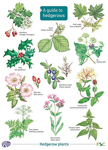 Guide to Hedgerows