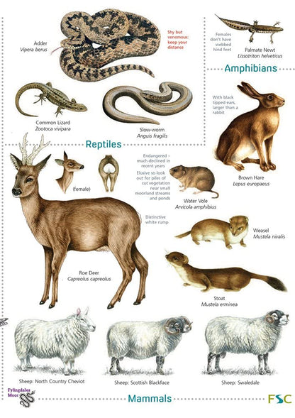 Moorland wildlife of the North York Moors