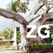 ZG