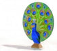 Ostheimer 11841 - Peacock open