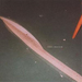 Ephemera: Singles Vol 1