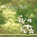 Morning Mist