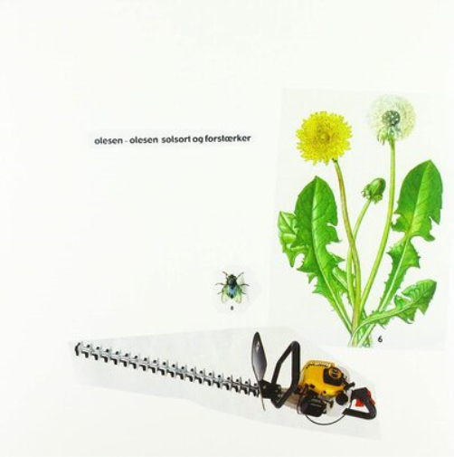 Solsort Og Forstærker