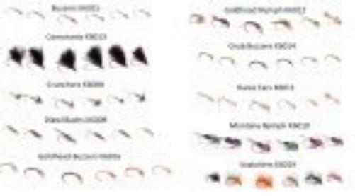 Craig Barr Craig Barr Craig's Hares Ears Selection Pack of 6