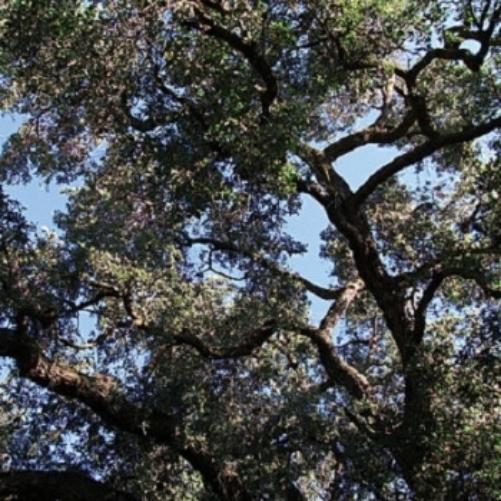 Trees (Green)