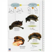 A Guide to British Bats