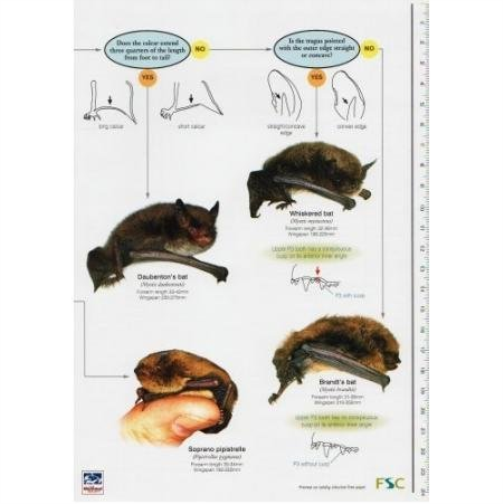 A Guide to British Bats