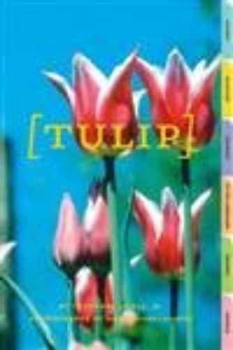 Tulip