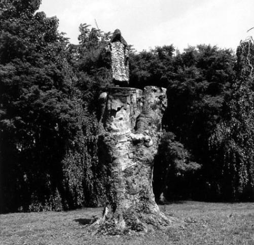 Paul Etienne Lincoln: The Purification Of Fagus Sylvatica Var Pendula